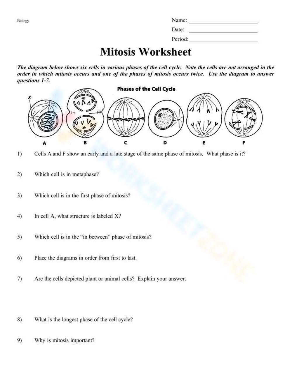 Copy Of Meiosis Worksheet POGIL Adapteddocx 2020 2024 Fill And Worksheets Library