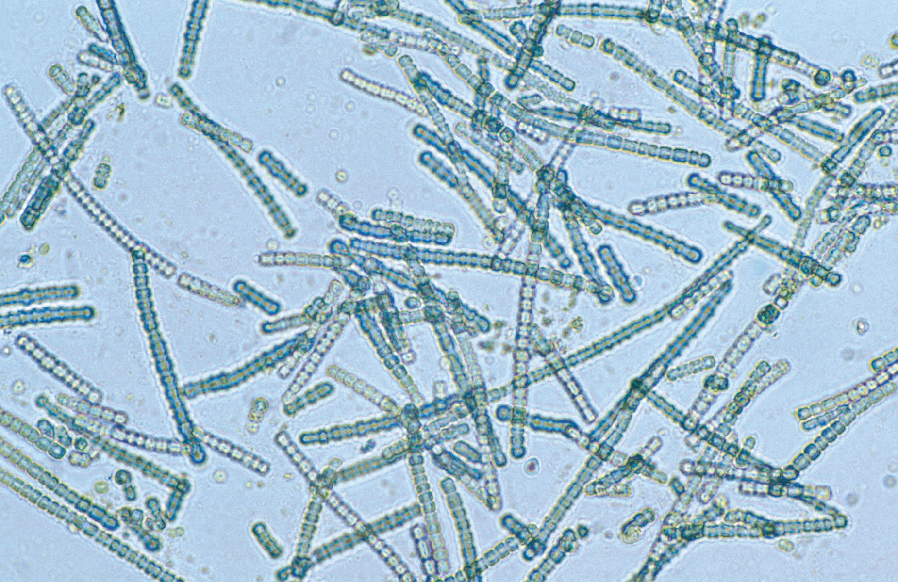 Cyanobacteria Wikipedia