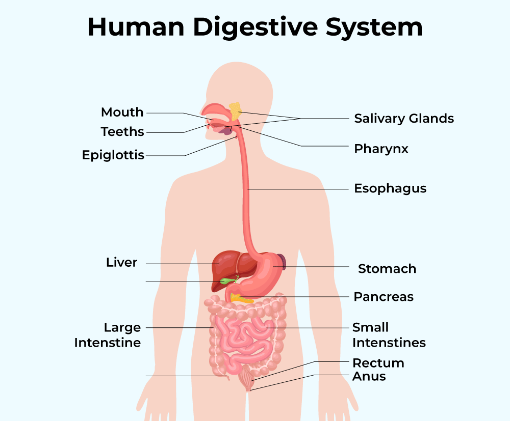 Diagram Of Digestive System GeeksforGeeks