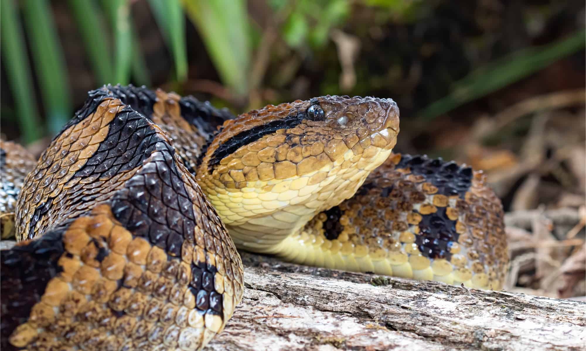 Discover The Most Venomous Snakes On Earth A Z Animals Slideshows