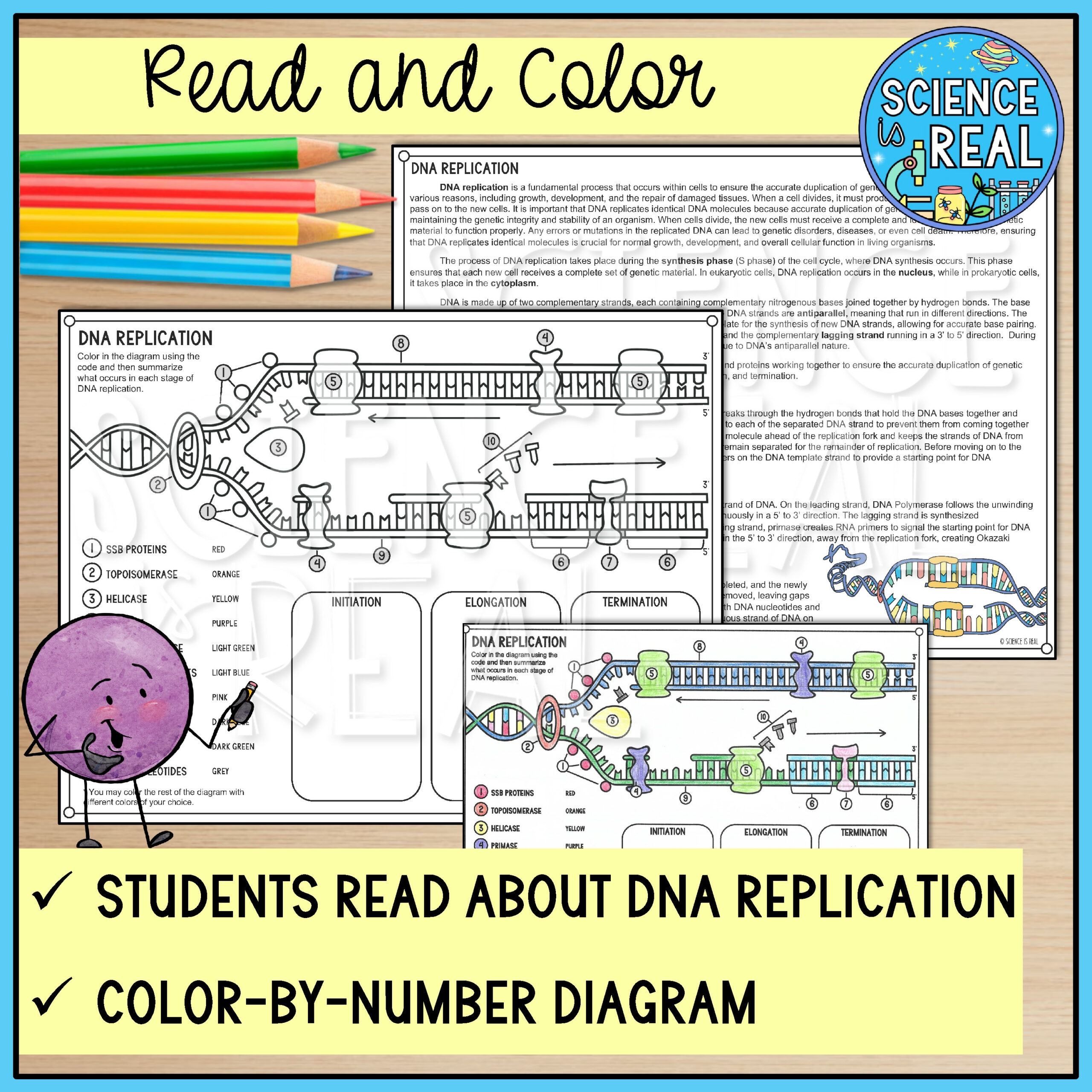 worksheet on dna replication worksheet on dna replication
