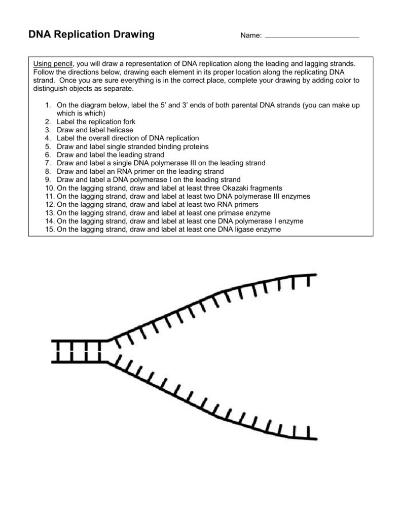 DNA Replication Worksheet Leading Lagging Strands DNA Replication Worksheet Leading Lagging Strands