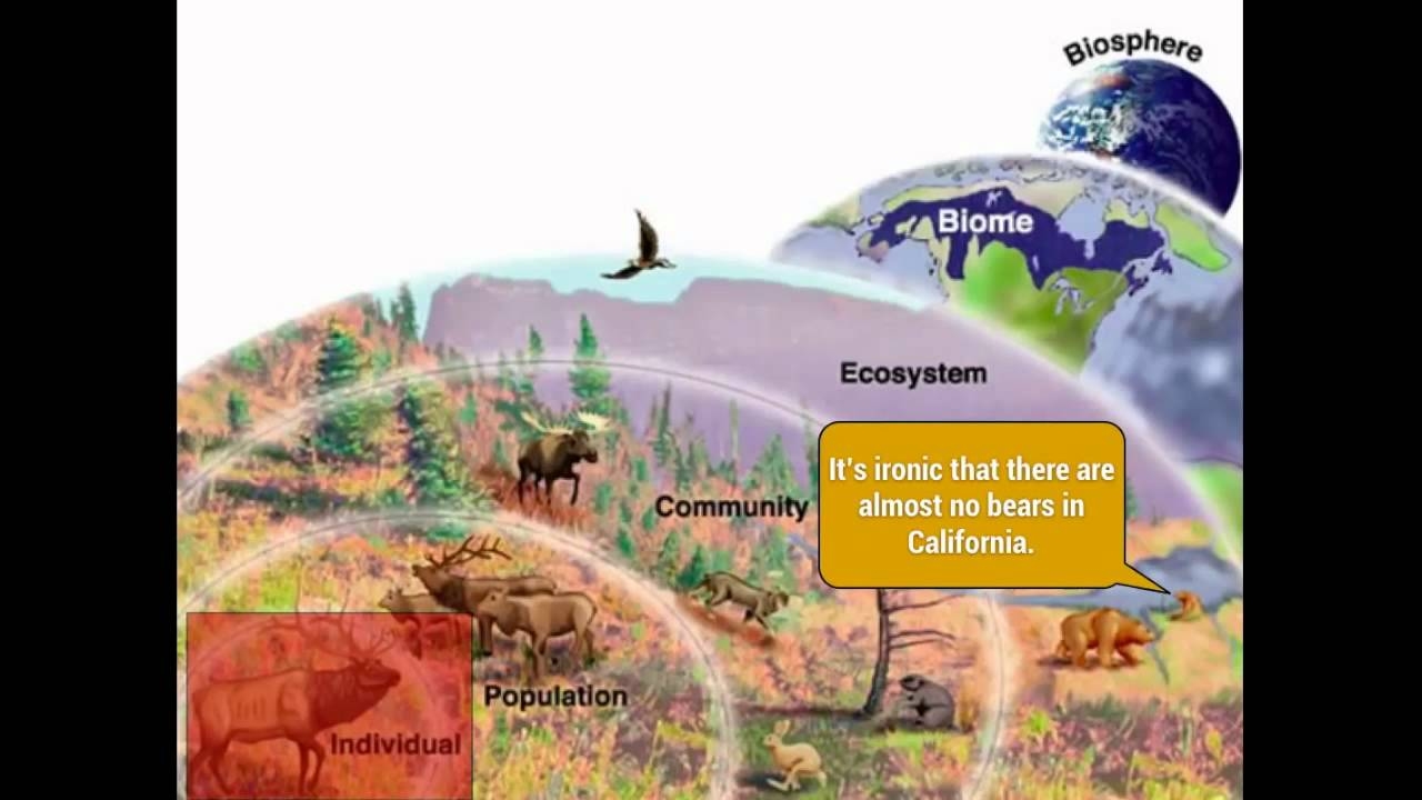 Ecology Levels Of Organization Organisms Communities Biomes Biosphere YouTube