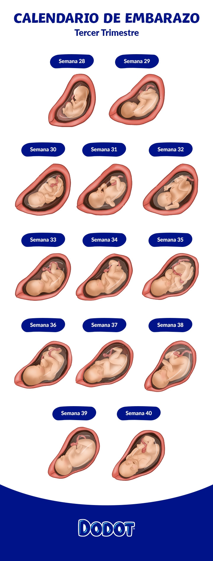 cuantas semanas tiene un mes