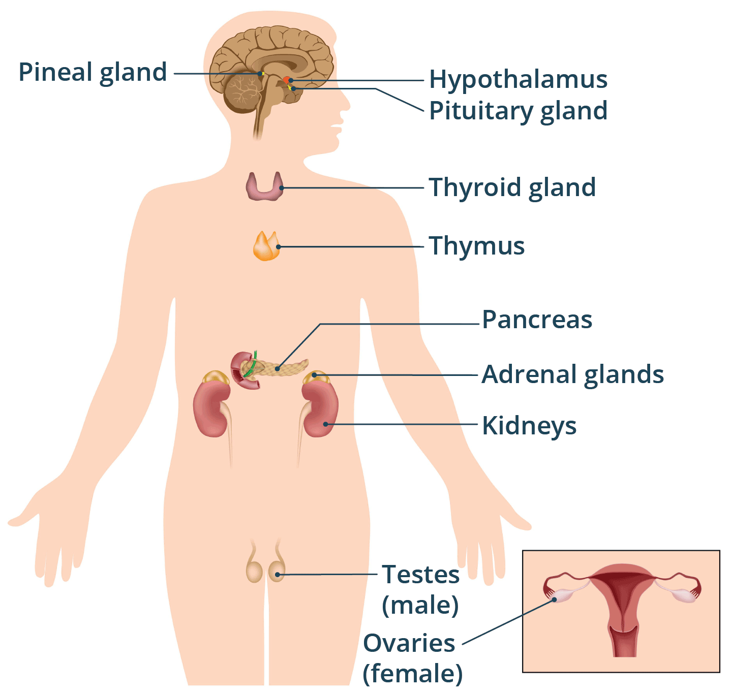 Endocrine Glands And Their Hormones Healthdirect Endocrine Glands And Their Hormones Healthdirect