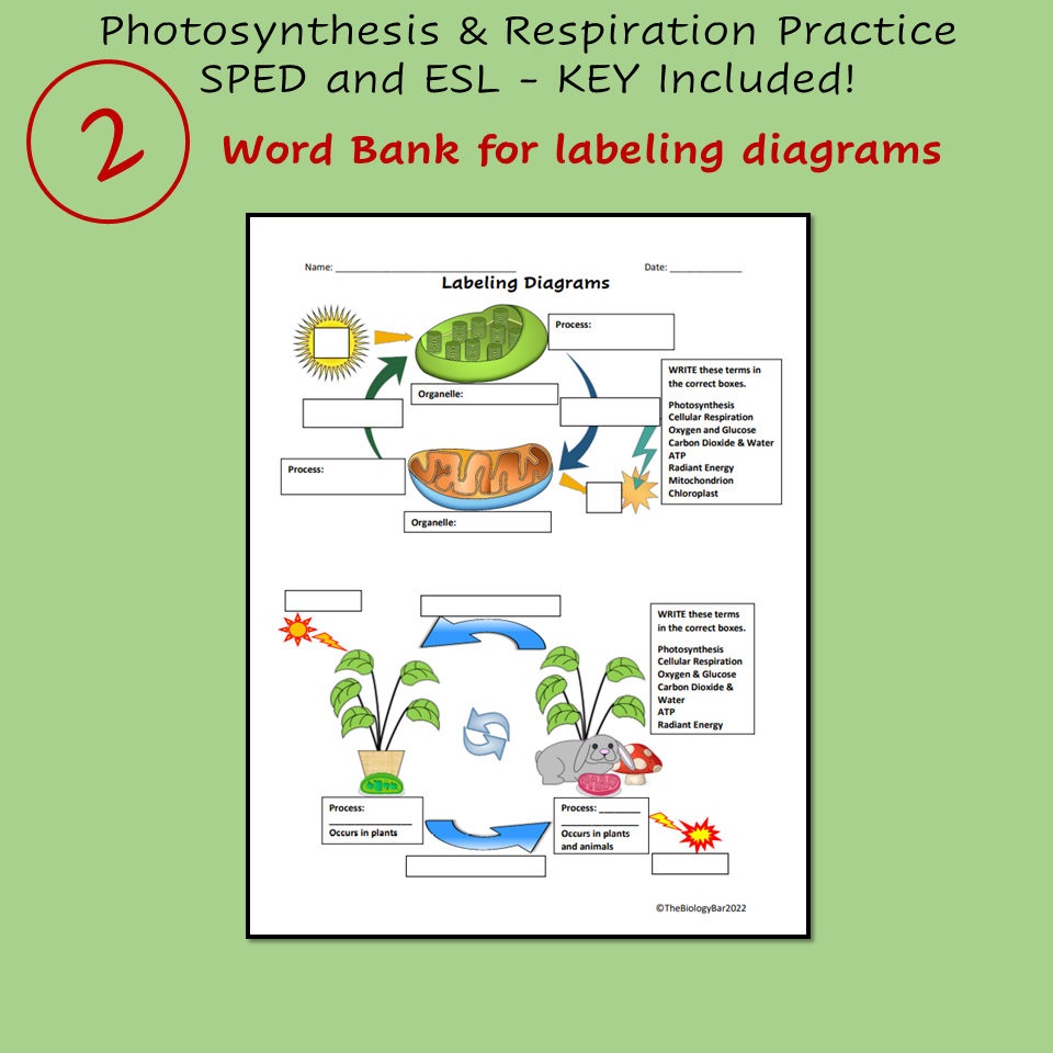 photosynthesis and cellular respiration worksheet answer key