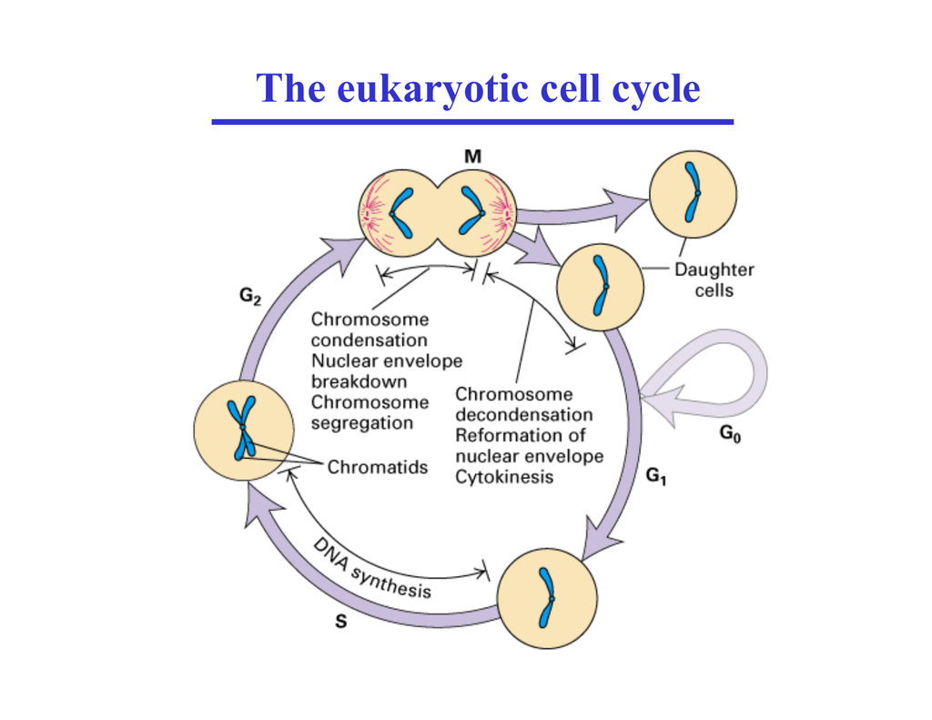 Eukaryotic Cell Cycle Mitosis Cytokinesis Regulation
