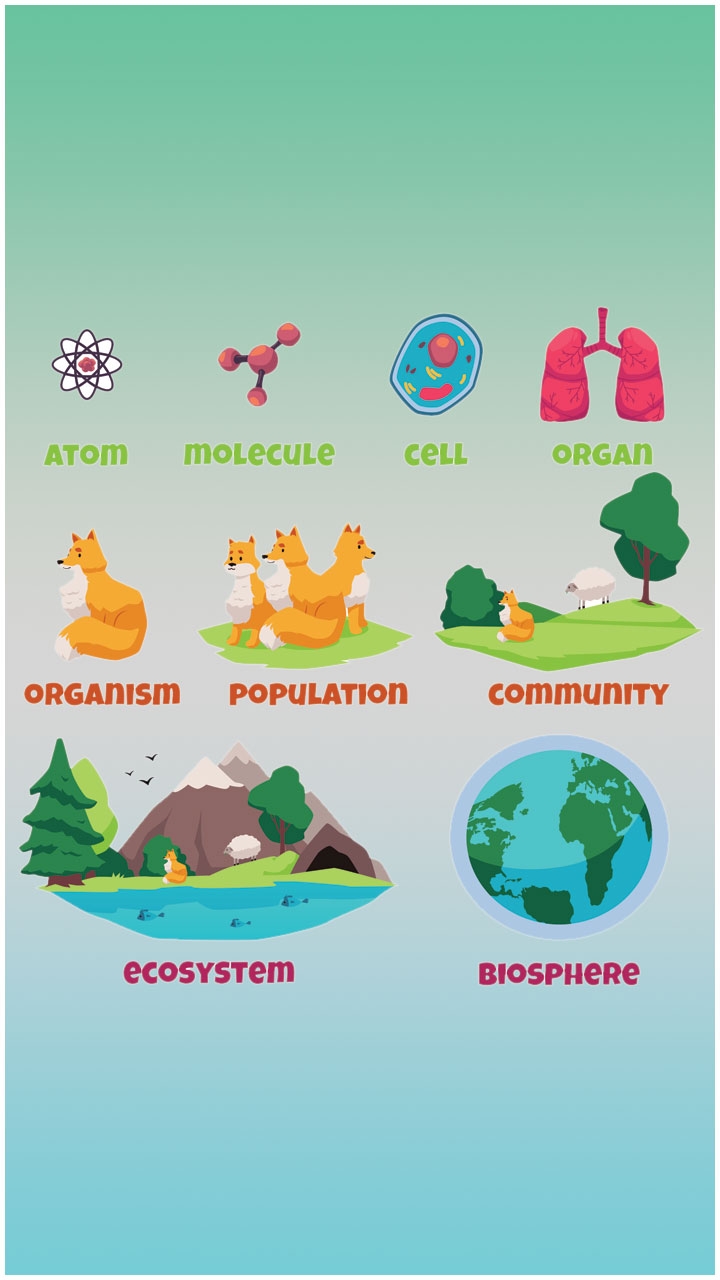 organism population community ecosystem