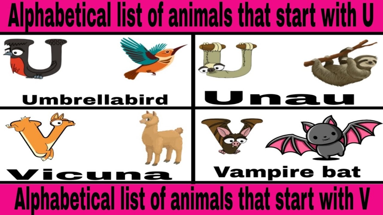 Exploring Animals That Start With U And V A Fascinating Animal Journey YouTube Exploring Animals That Start With U And V A Fascinating Animal Journey YouTube