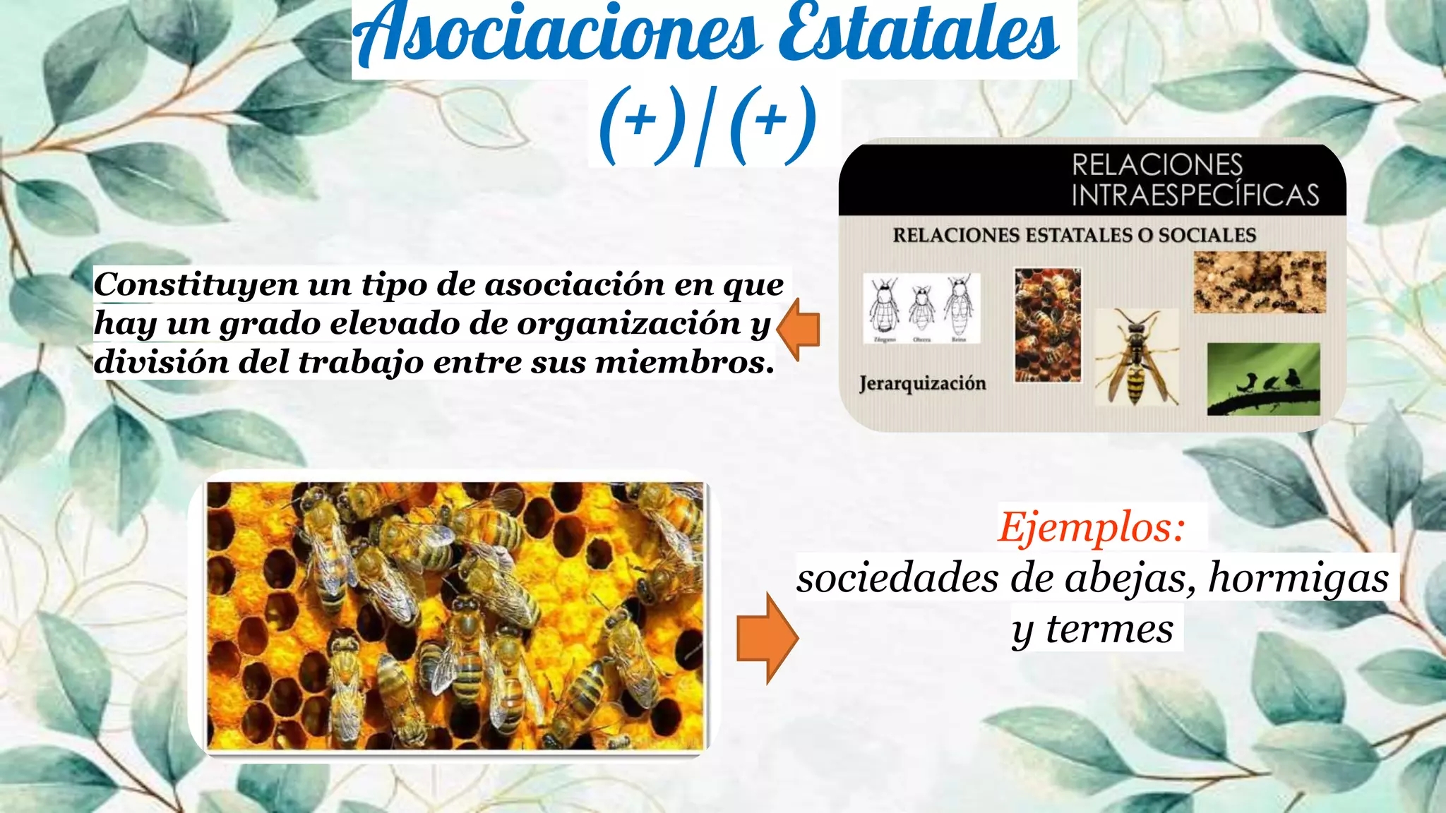 Exposici n Relaciones Intraespec ficas Competencia Y Asociaciones Estatales PPTX