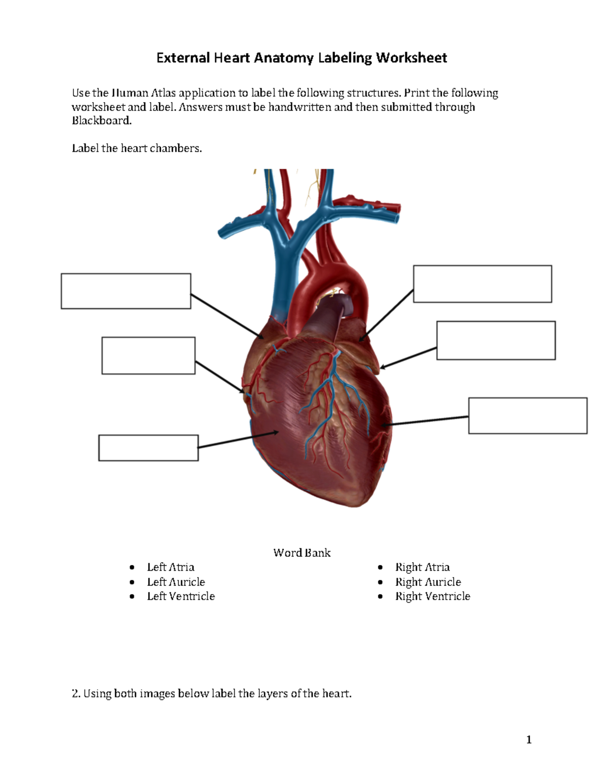label the heart worksheet label the heart worksheet