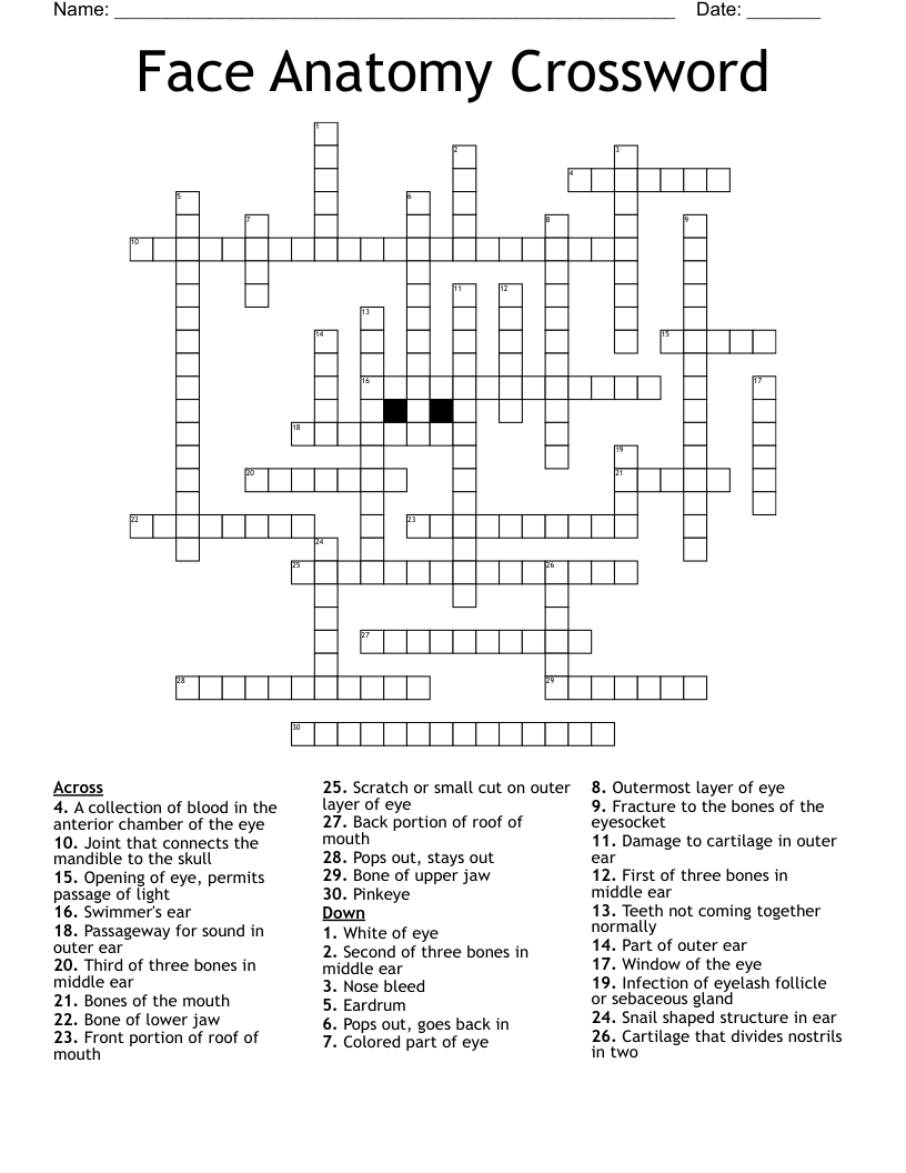 Face Anatomy Crossword WordMint