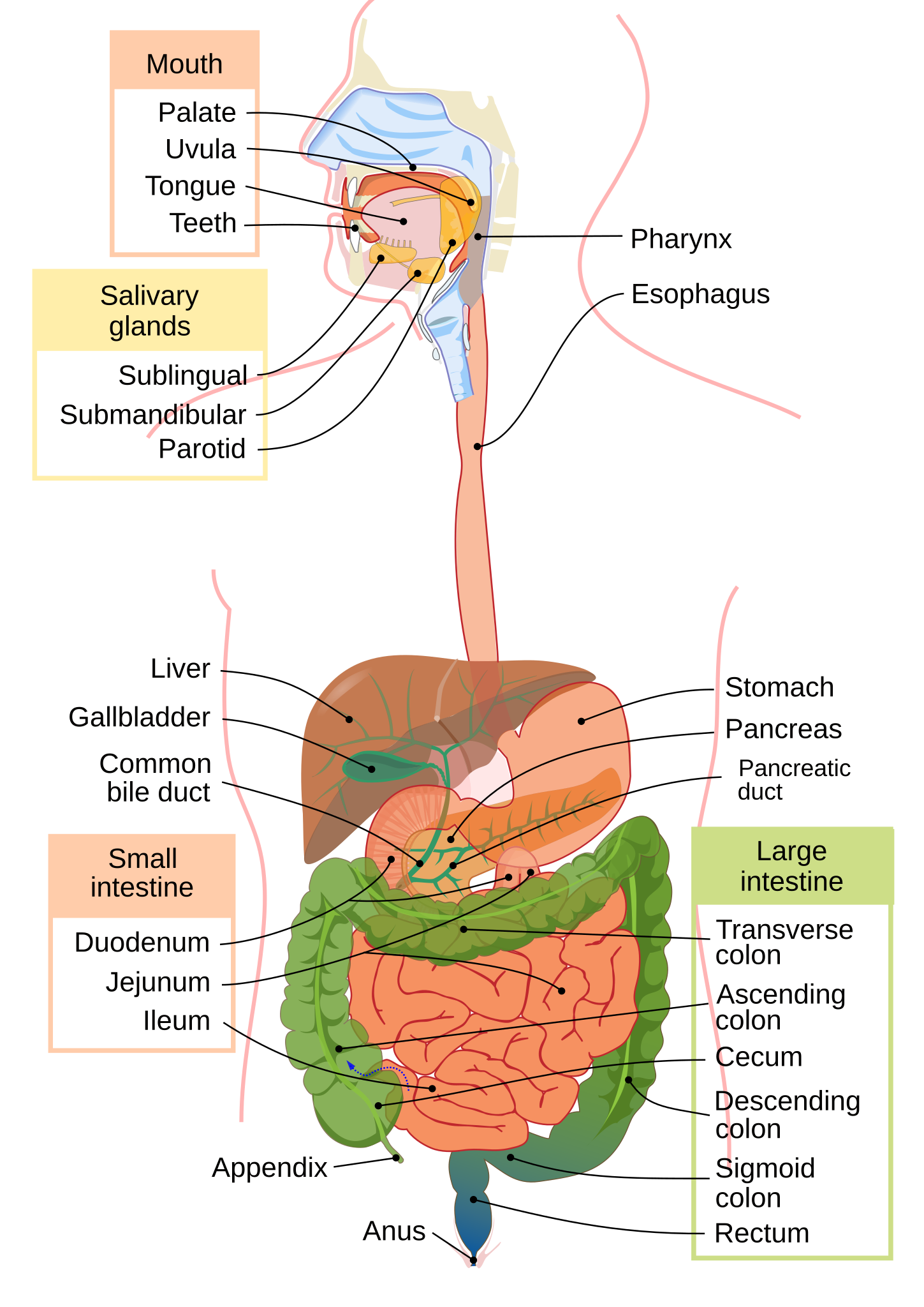 File Digestive System Diagram En svg Wikimedia Commons