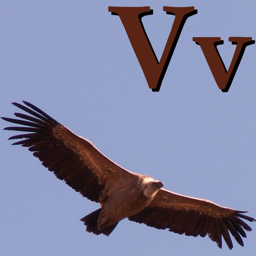 what is an animal that starts with v what is an animal that starts with v