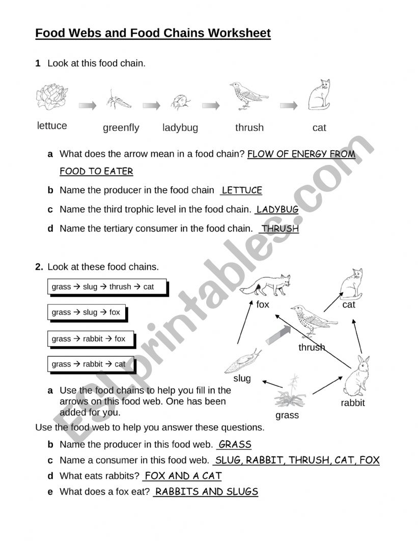 food webs and food chains worksheet