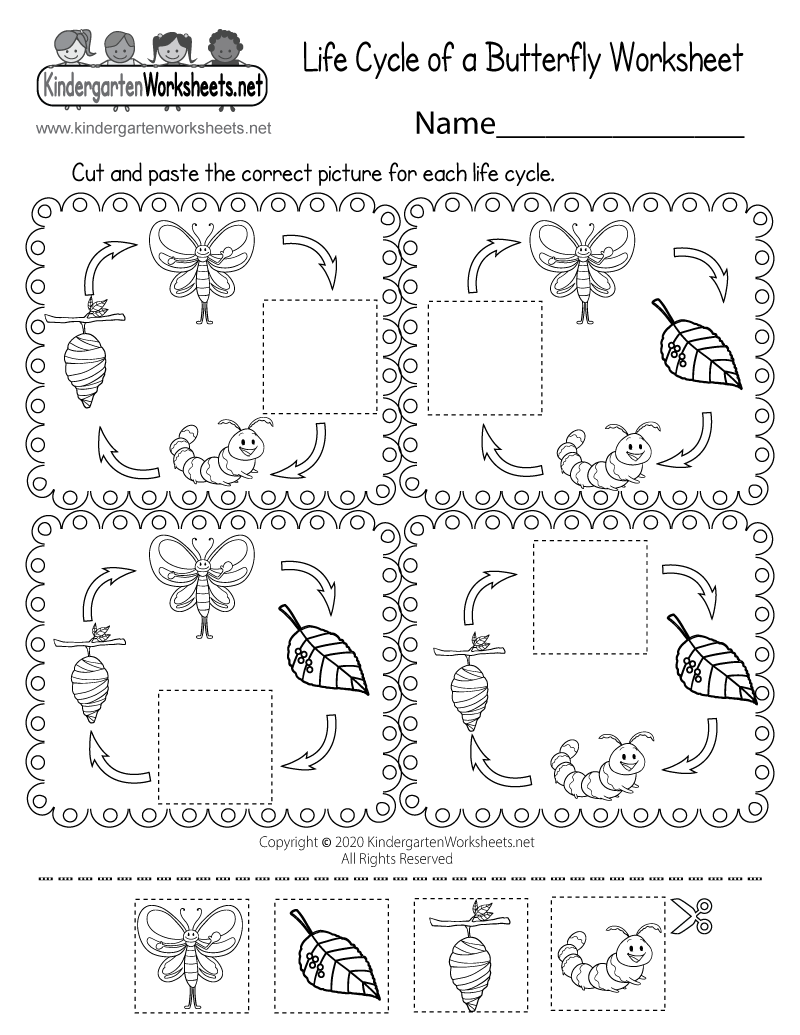 worksheet on butterfly life cycle worksheet on butterfly life cycle