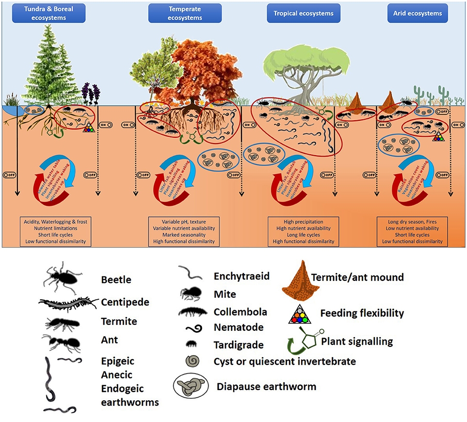 Frontiers The Serendipitous Value Of Soil Fauna In Ecosystem Functioning The Unexplained Explained
