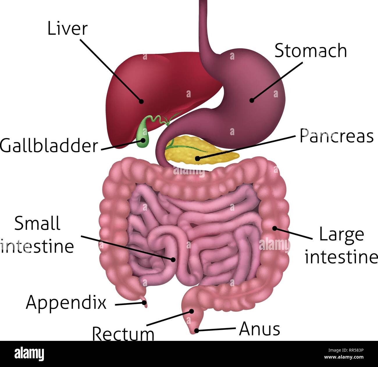 digestive system labelling diagram