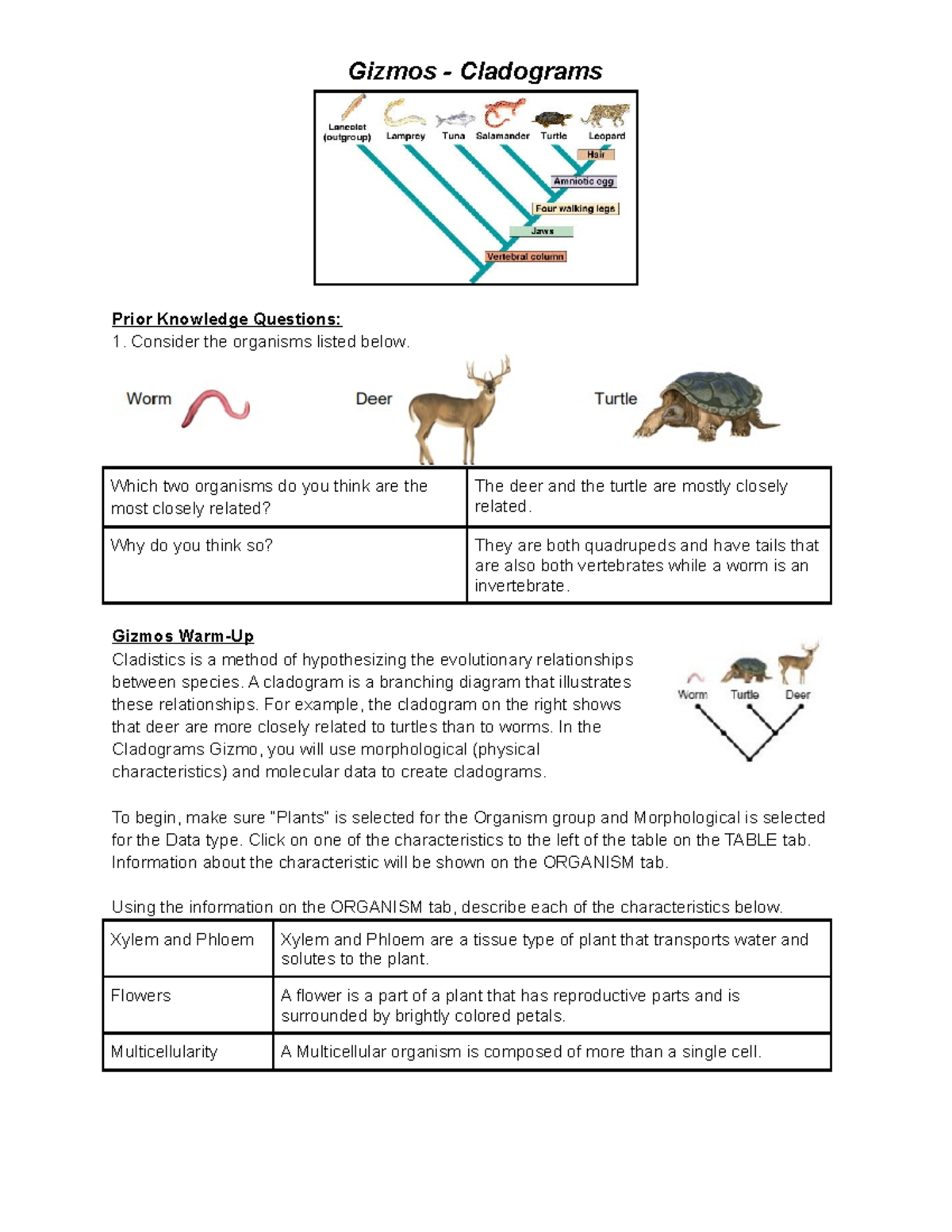 Gizmos Cladograms Understanding Evolutionary Relationships Studocu