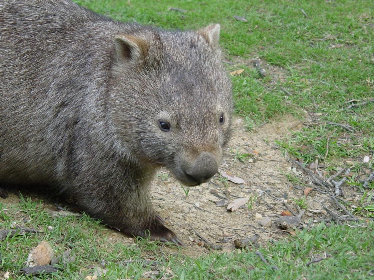 definition of a wombat