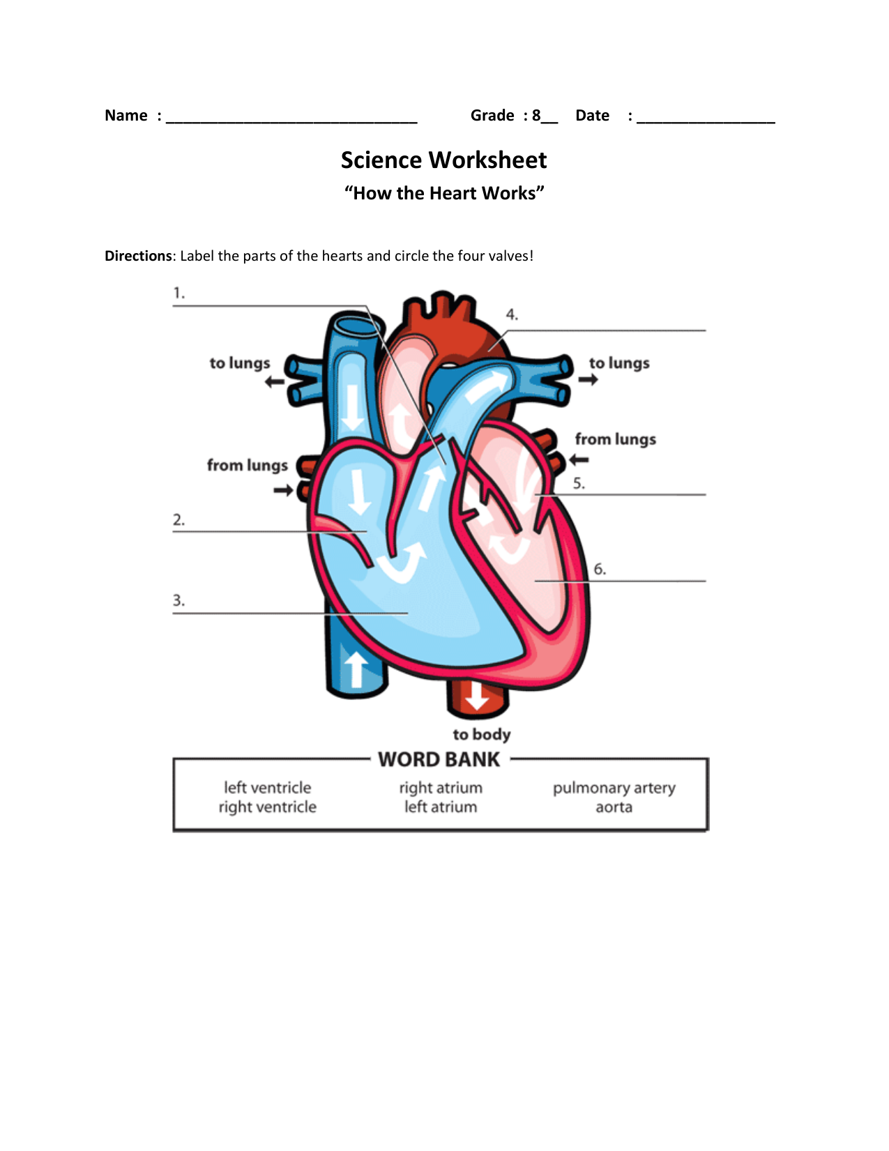 Heart Anatomy Worksheet For Middle School Science Heart Anatomy Worksheet For Middle School Science