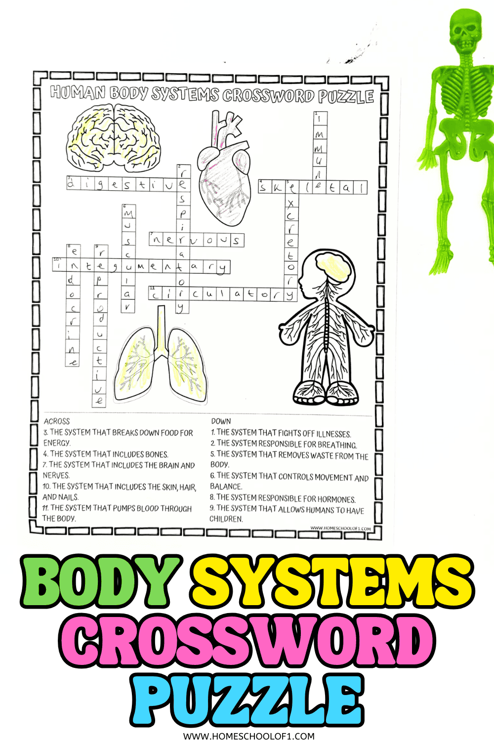 Human Body Systems Crossword Puzzle Free Printable 