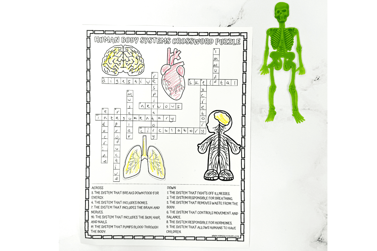 Human Body Systems Crossword Puzzle Free Printable 