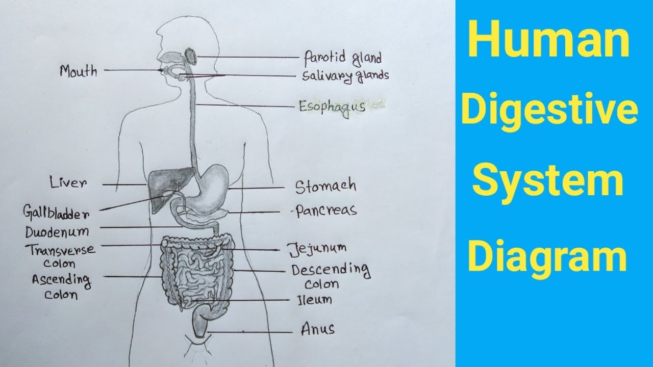 Human Digestive System Drawing Diagram Of Digestive System YouTube