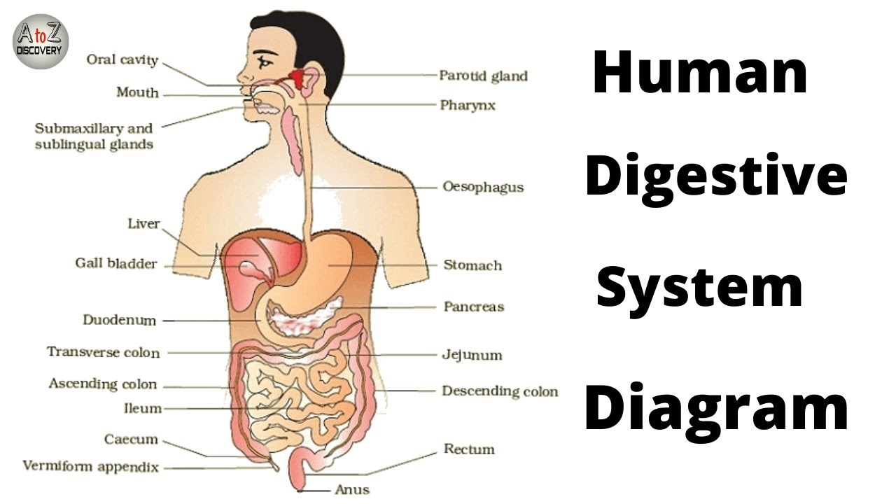 Human Digestive System How To Draw Labelled Diagram Of Digestive System What Is Digestive System YouTube