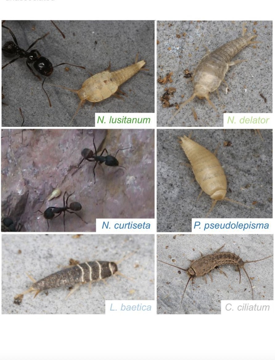 In A New Preprint Co habiting Ants And Silverfish Display A Converging Feeding Ecology Led By tjparmentier NWybouw We Demonstrate An Overlap Between ants And Their Specialized Symbiotic Silverfish In Dietary Niche