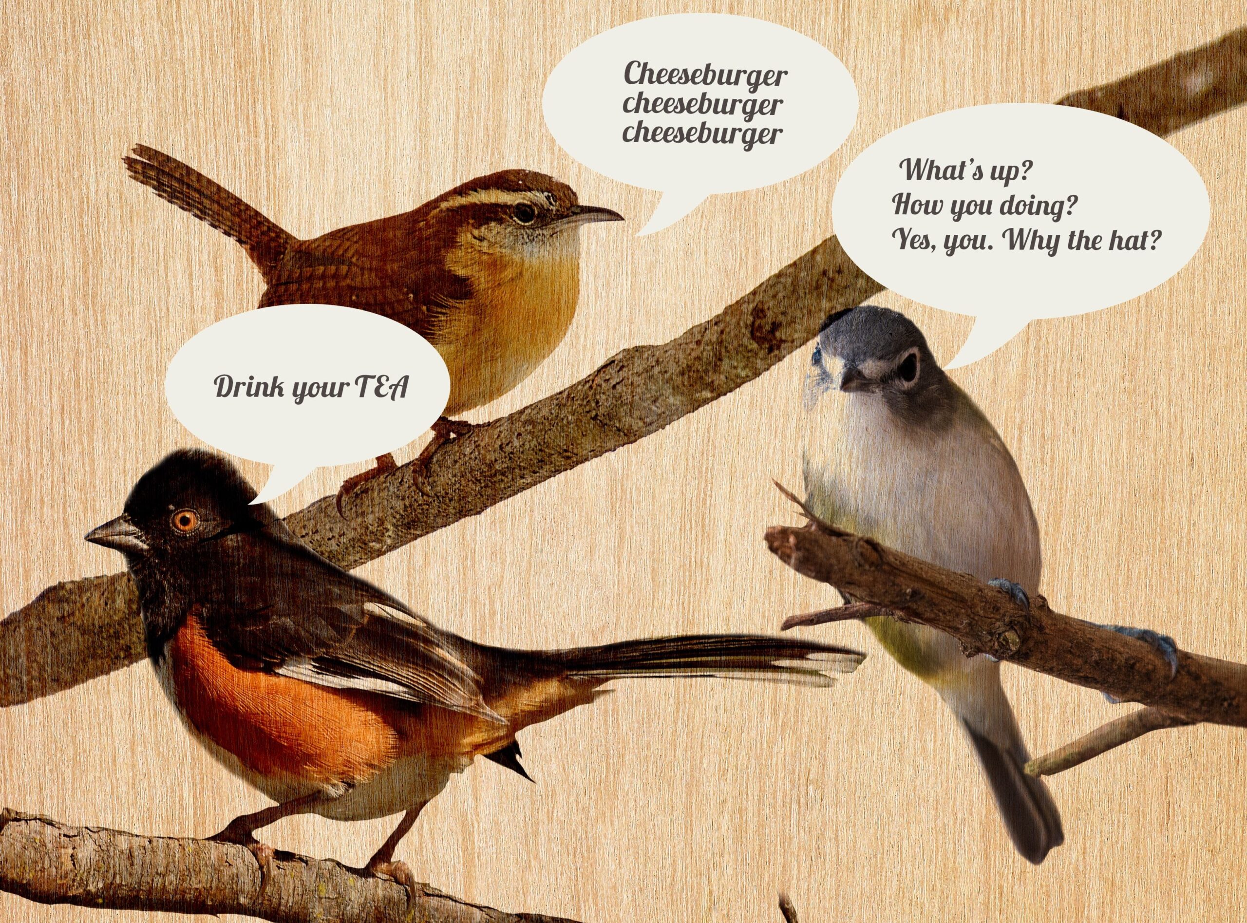 In Praise Of Birdsong The Boston Globe In Praise Of Birdsong The Boston Globe