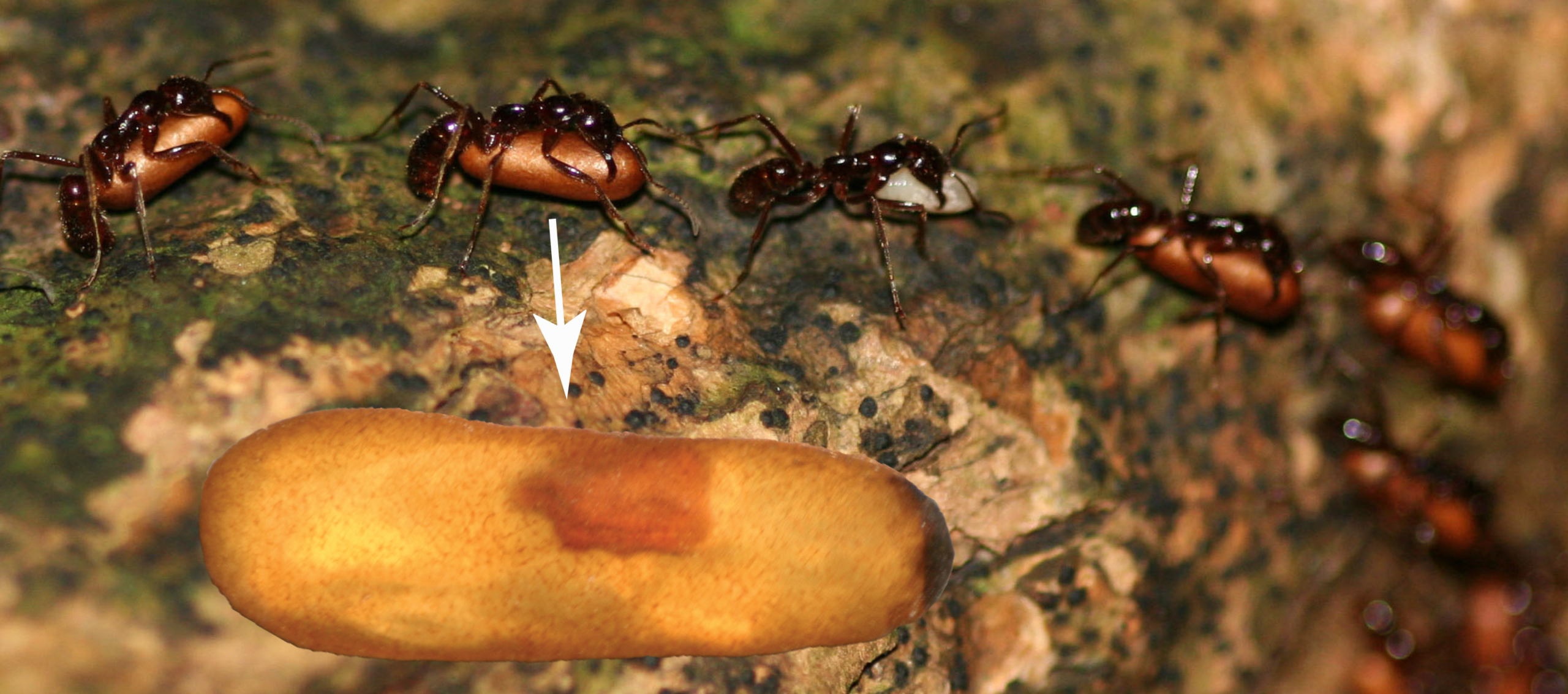 silverfish and army ants symbiotic relationship