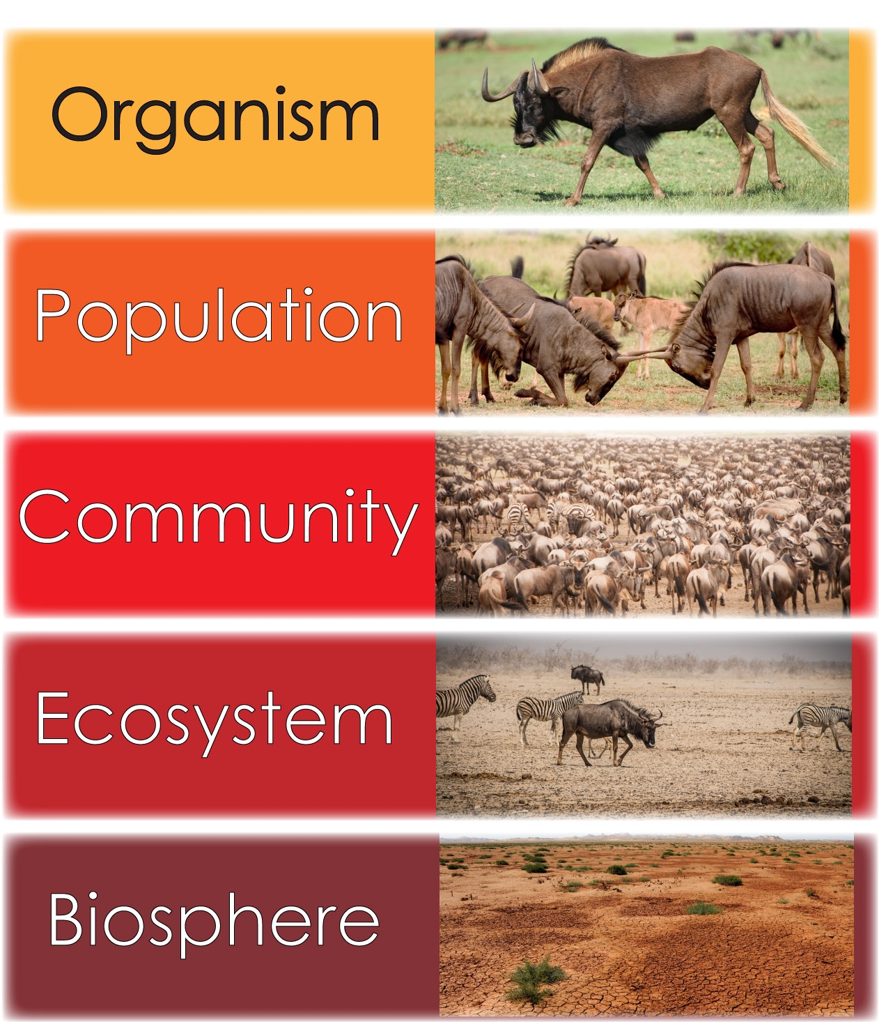 Introduction To Ecology An Interactive Introduction To Organismal And Molecular Biology