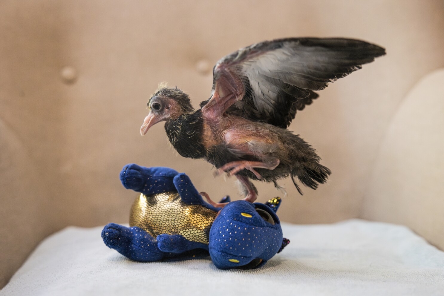 Is That A Baby Dragon This Pigeon Rescue Is Caring For Chicago s Most Polarizing Flock Chicago Sun Times