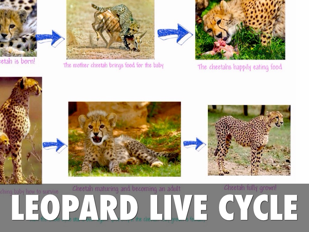 Jasmine Thornburg By Crystal