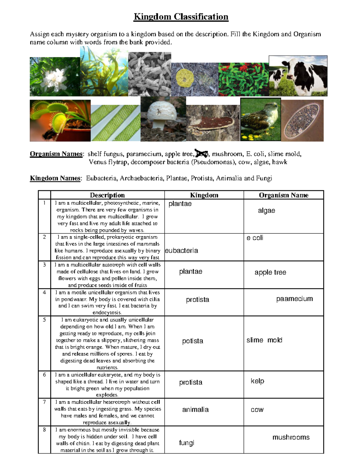 Kingdom Classification Worksheet For Organism Identification Studocu