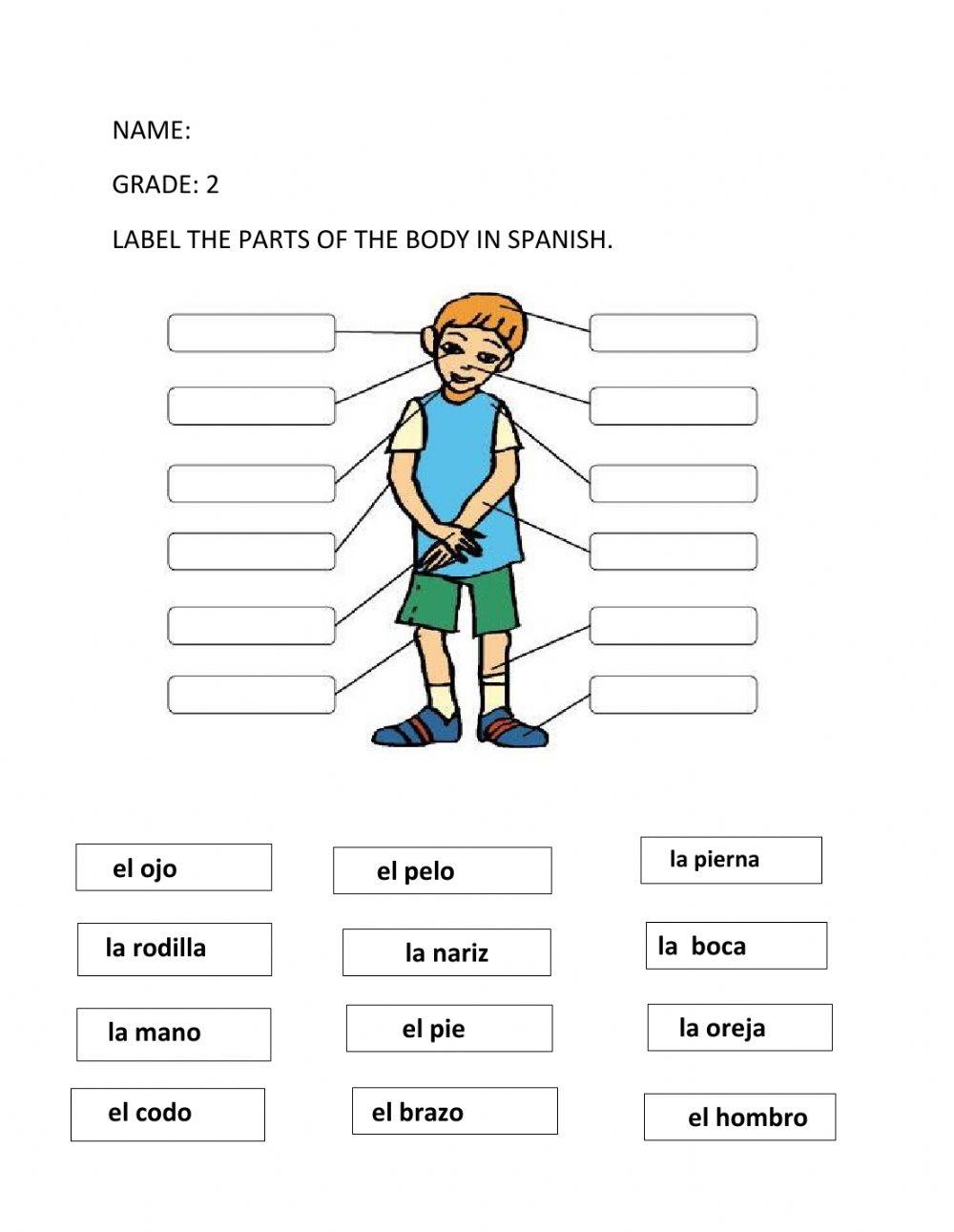 body parts in spanish worksheet