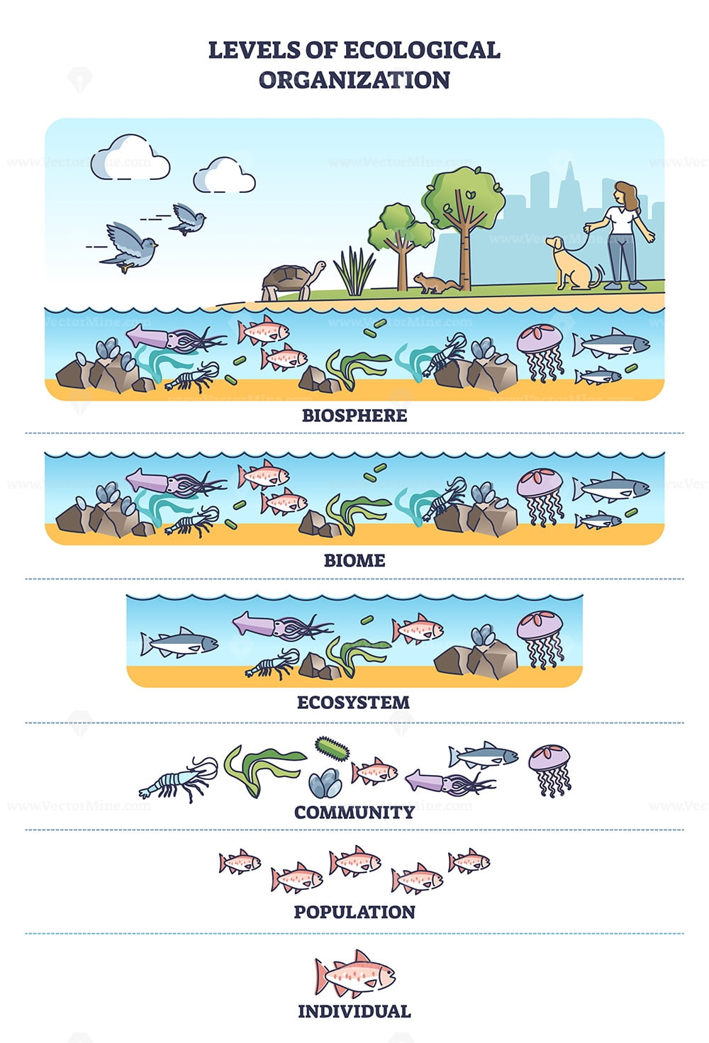 Levels Of Ecological Organization With Organism Division Outline Diagram VectorMine