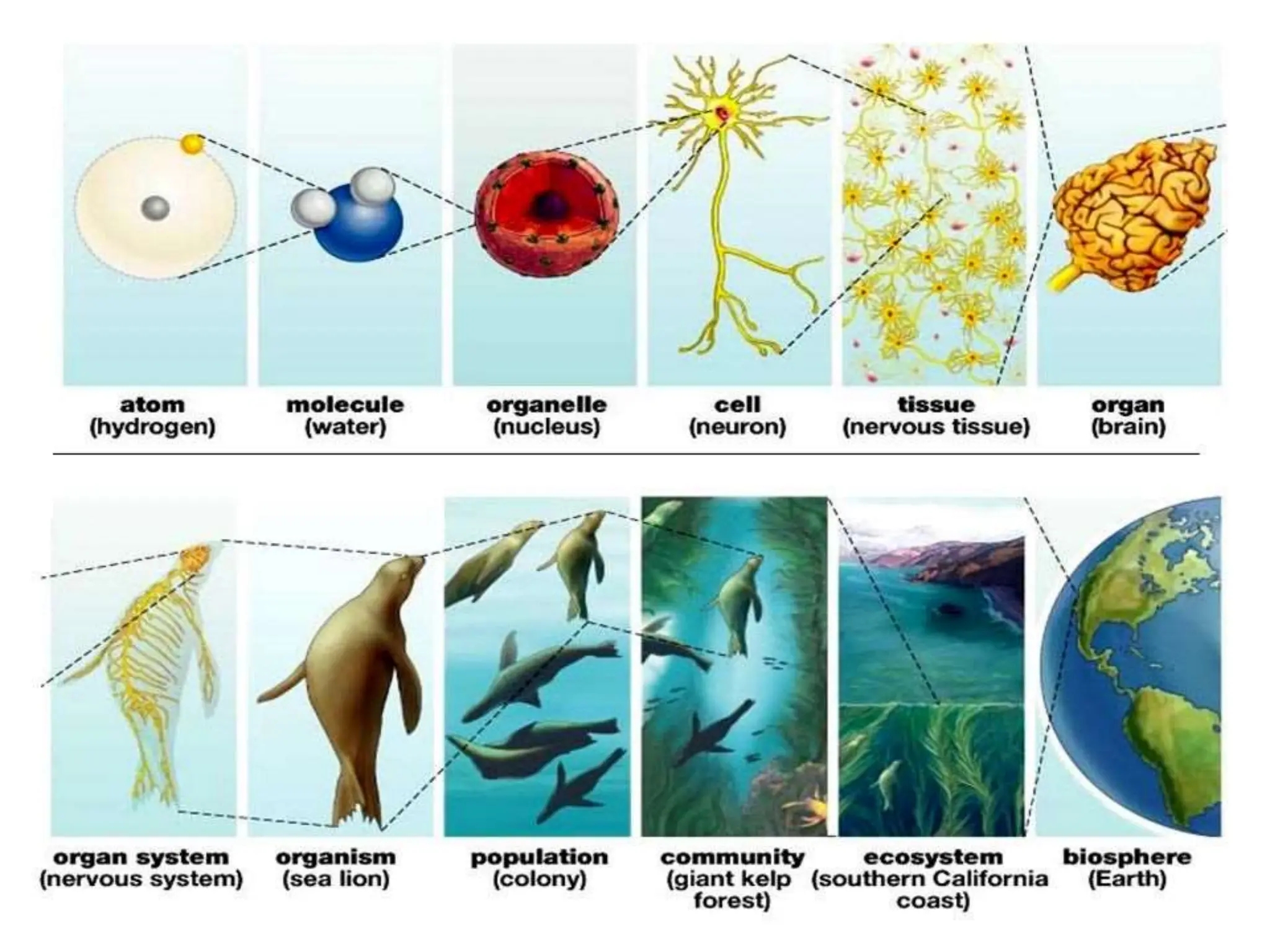 levels of organization in living things
