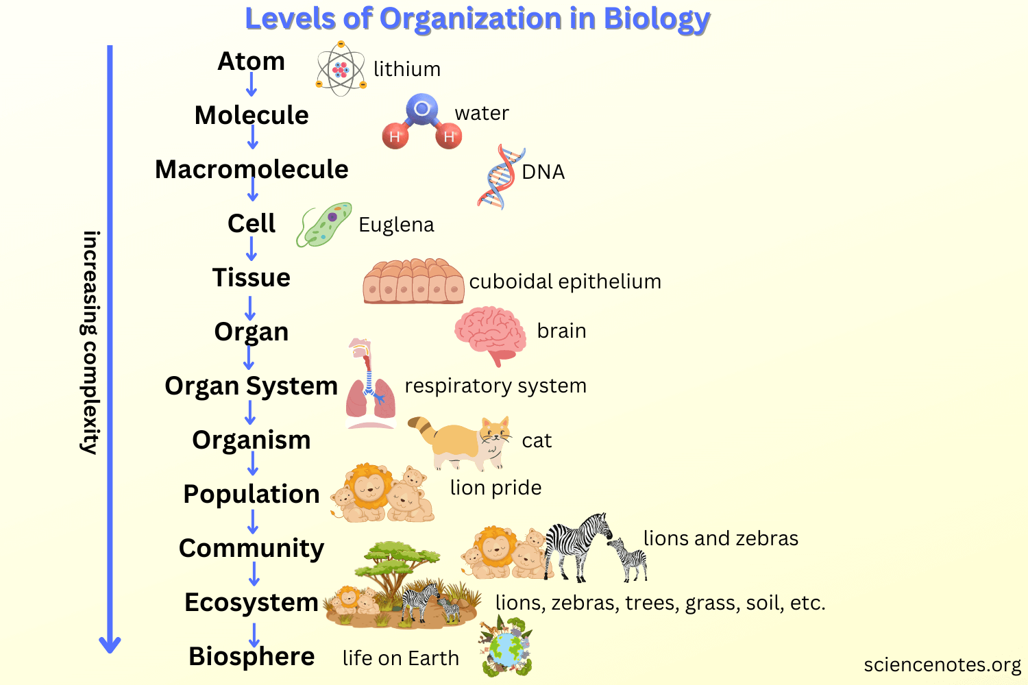 Levels Of Organization In Biology