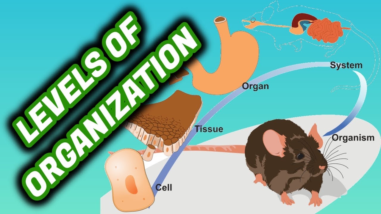 LEVELS OF ORGANIZATION Of LIVING THINGS Primary Grade 5 Happy Learning Style YouTube