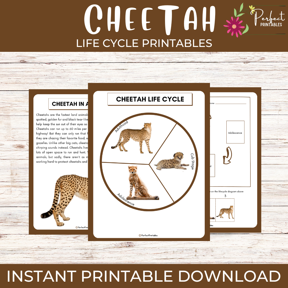 Life Cycle Of A Cheetah Worksheet Animal Science Unit Study With Fun Facts Teaching Resources