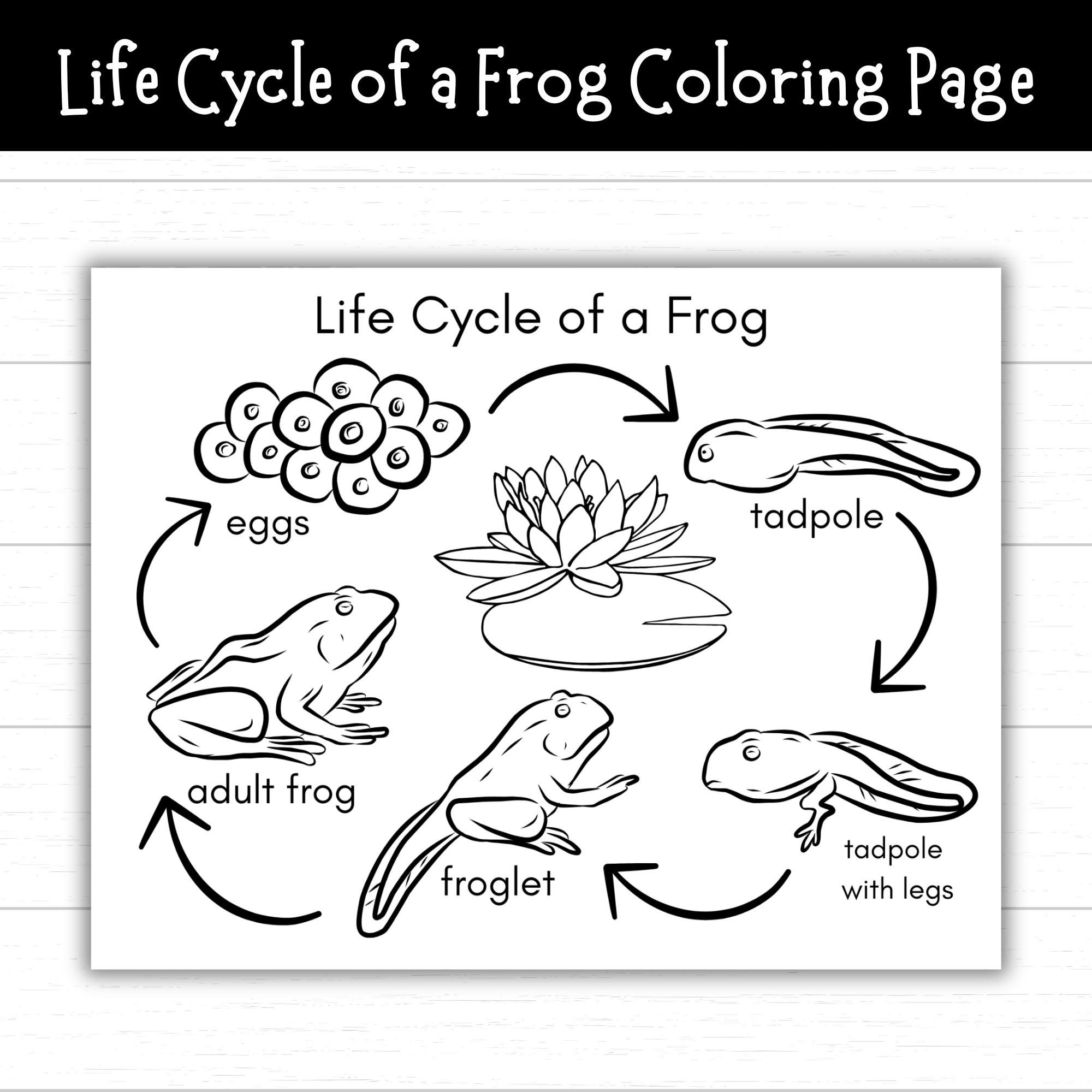 Life Cycle Of A Frog Coloring Page Frog Activities For Kids Frog Printable Frog Life Cycle Craft Pond Life Frog Science Nature Craft Etsy