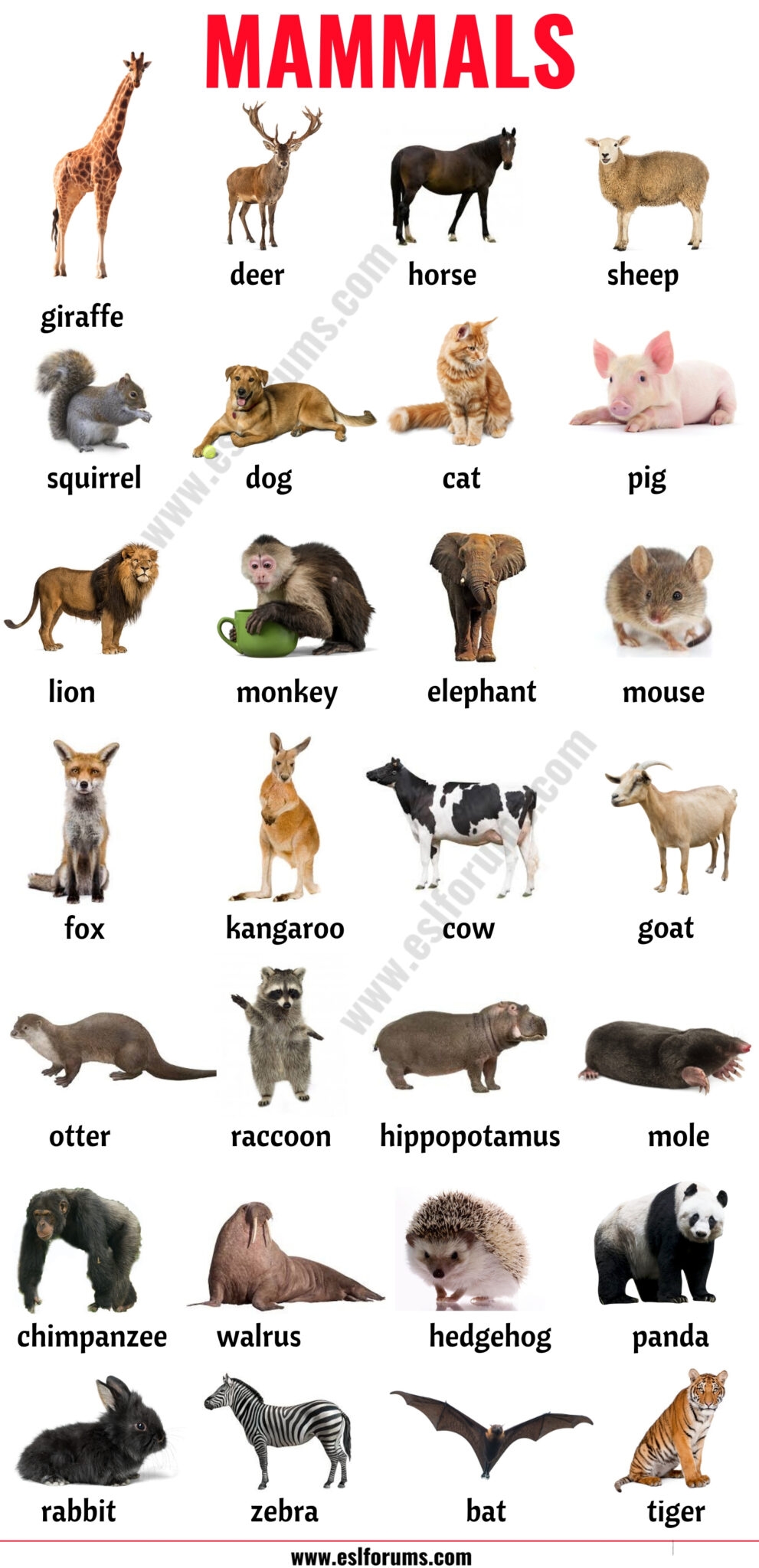 List Of Mammals In English ESL Forums