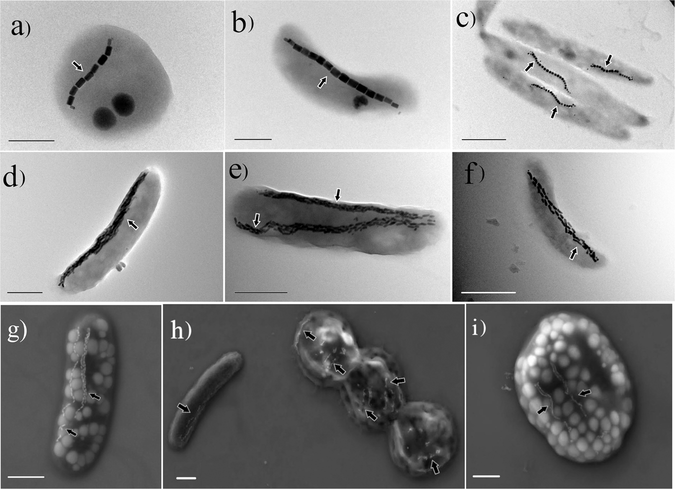 unicellular prokaryotes that live in volcanic ash