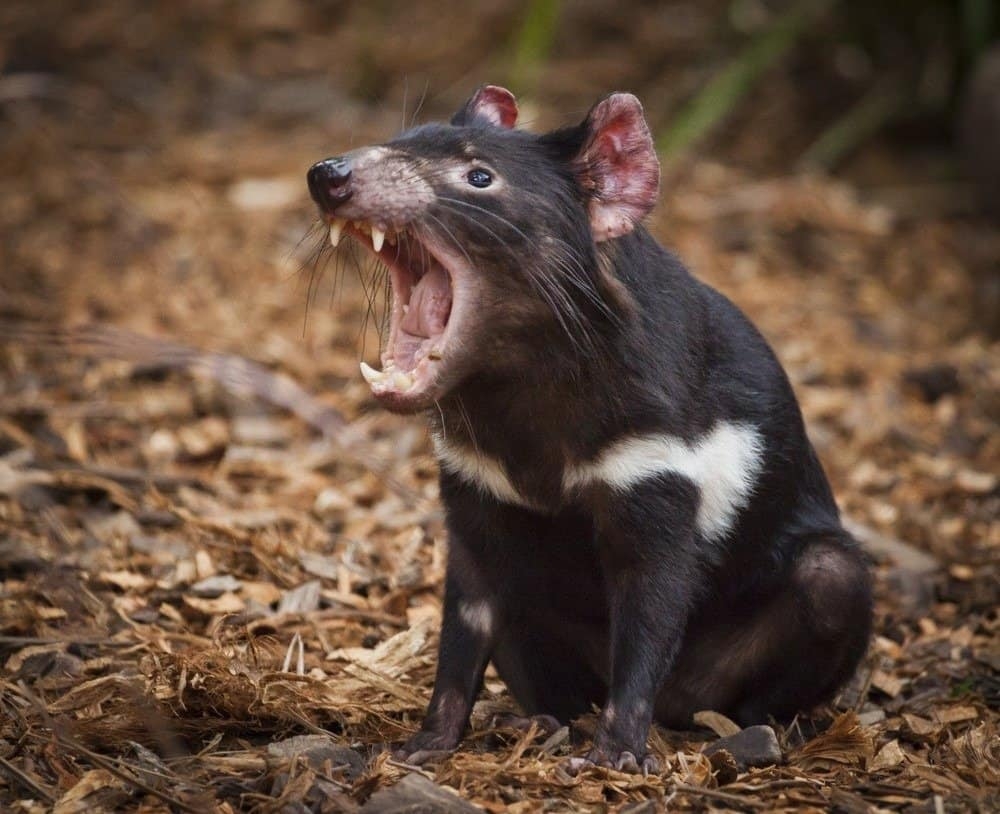 Mammals That Start With T A Z Animals