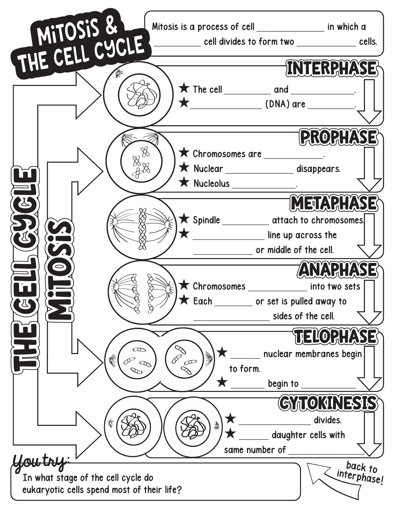 Mitosis Cell Cycle Worksheet Cell Division Stages Mitosis Cell Cycle Worksheet Cell Division Stages