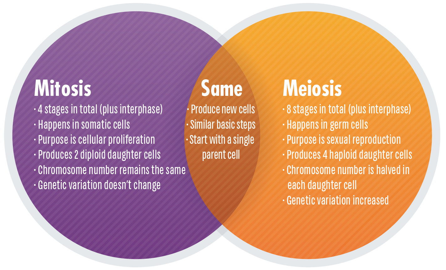 Mitosis Vs Meiosis Key Differences Chart And Venn Diagram Technology Networks