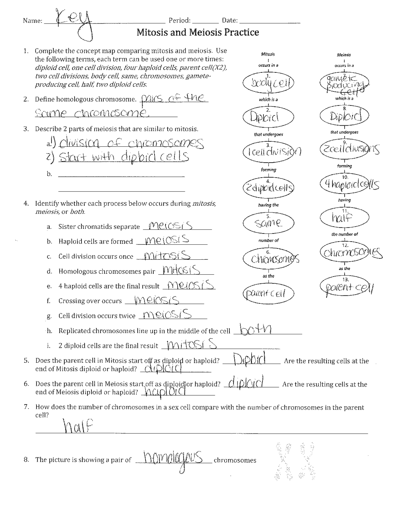 Mitosis Vs Meiosis Worksheet Answer Key Exercises Cell Biology Docsity