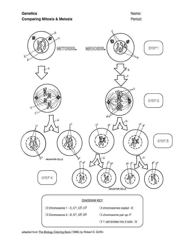 Mitosis Vs Meiosis Worksheet Fill Out Sign Online DocHub Worksheets Library